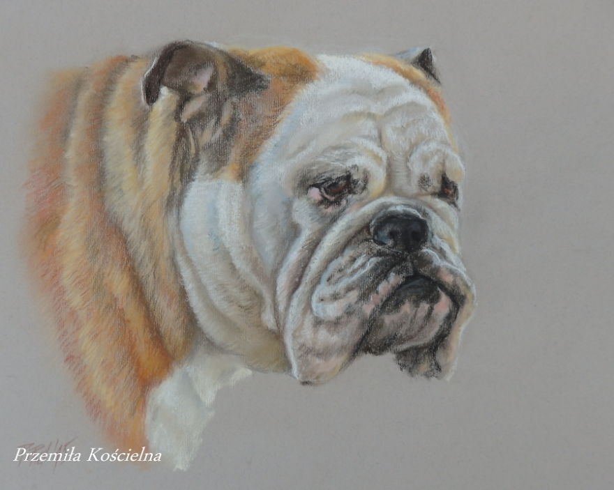 I Draw Portraits Of Dogs