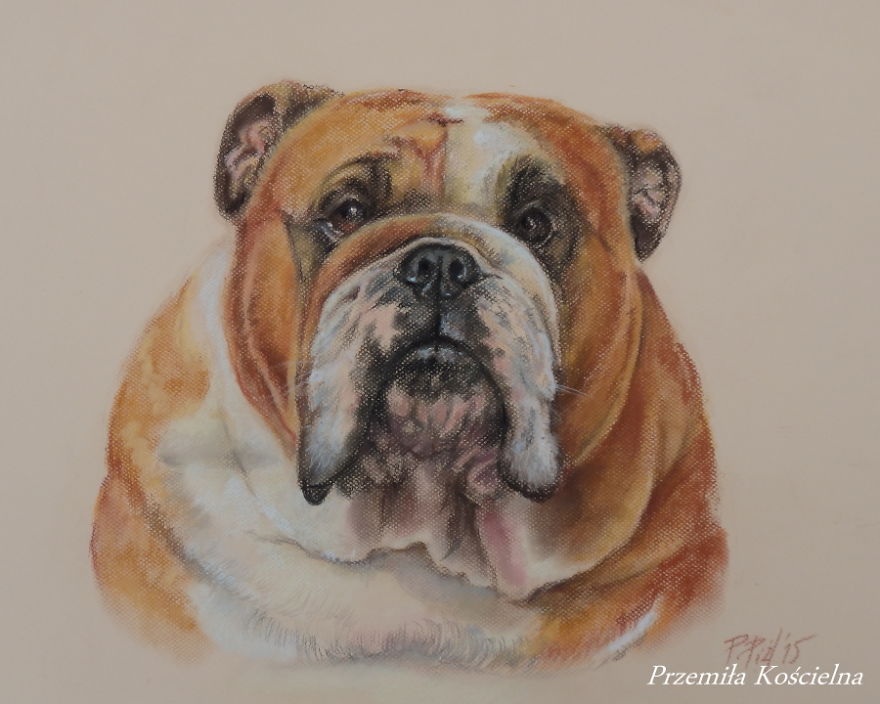 I Draw Portraits Of Dogs