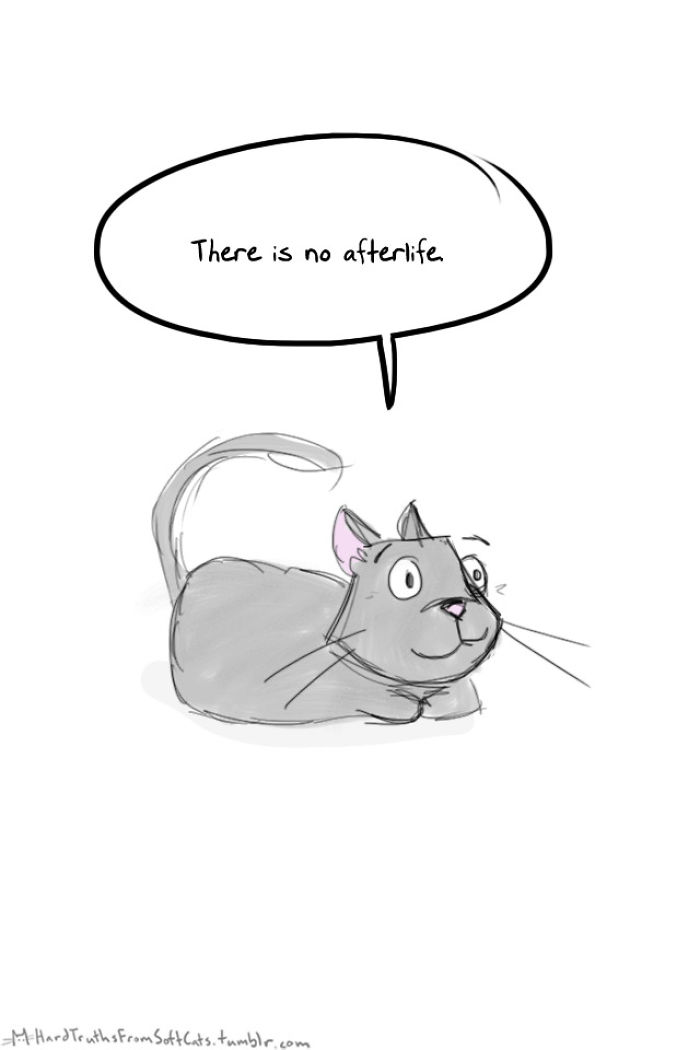 71 Brutal Life Truths Told By Cute Cats Will Give You Mixed Feelings