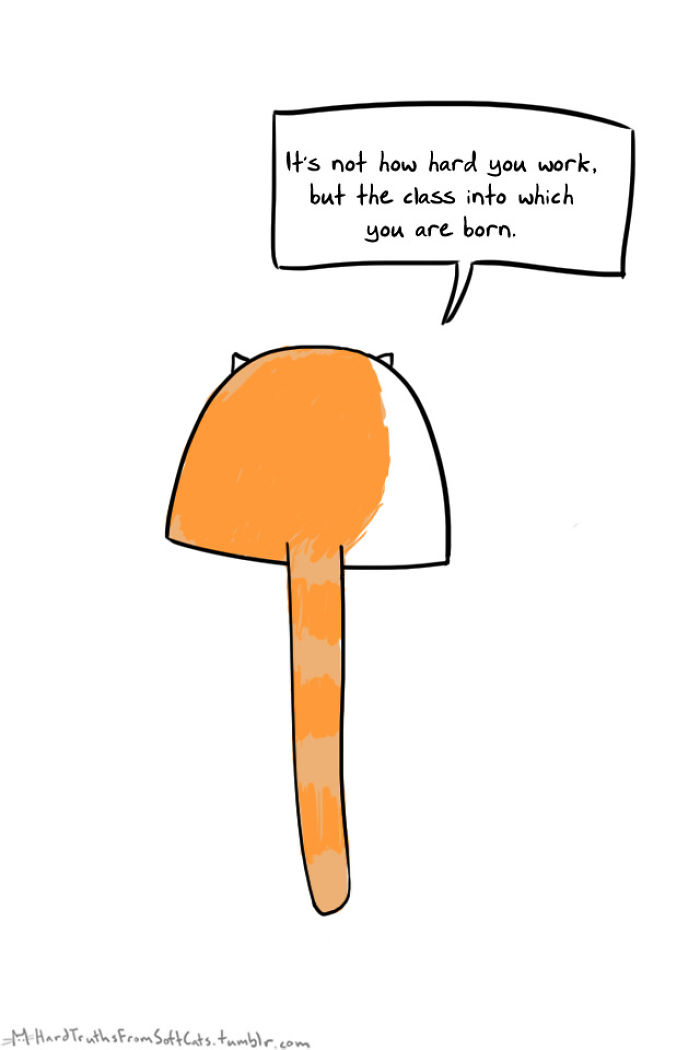 71 Brutal Life Truths Told By Cute Cats Will Give You Mixed Feelings