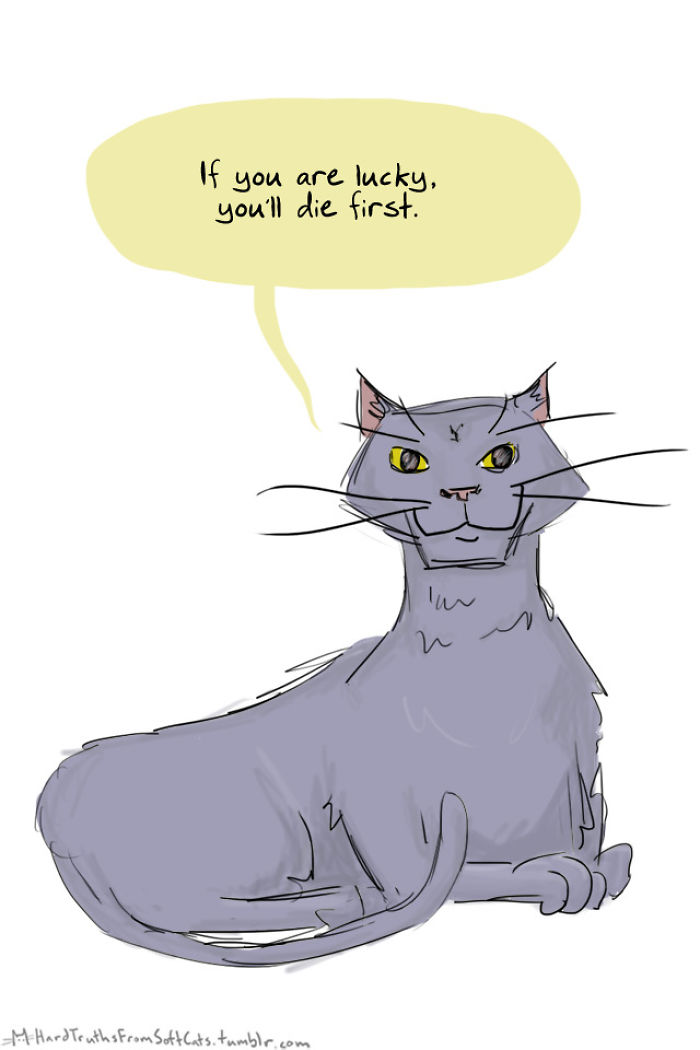 71 Brutal Life Truths Told By Cute Cats Will Give You Mixed Feelings