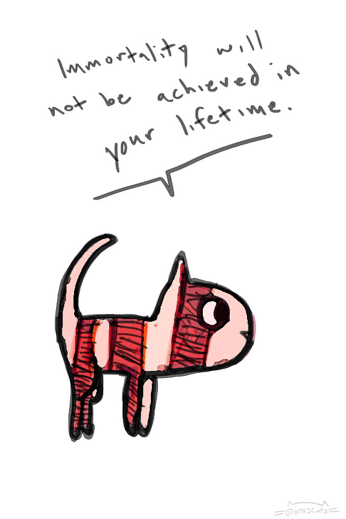 71 Brutal Life Truths Told By Cute Cats Will Give You Mixed Feelings
