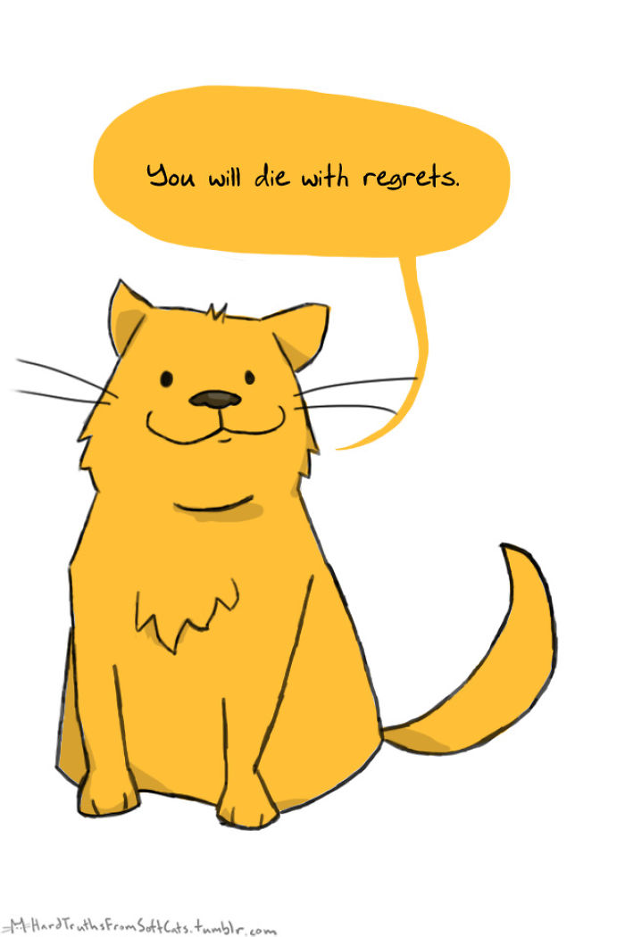 71 Brutal Life Truths Told By Cute Cats Will Give You Mixed Feelings