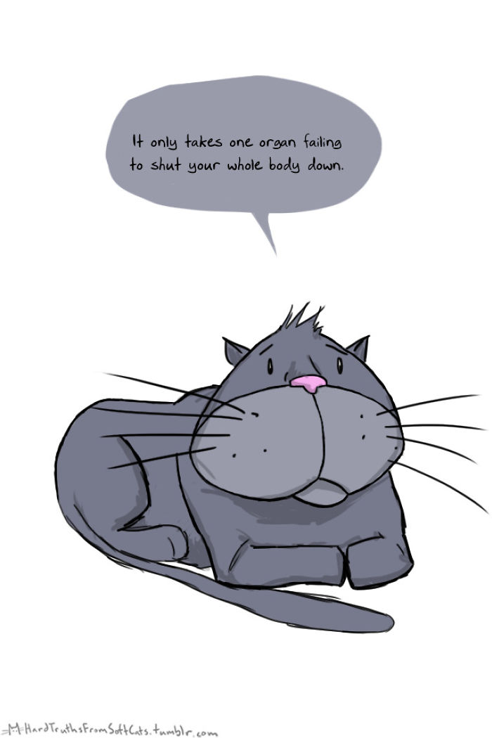 71 Brutal Life Truths Told By Cute Cats Will Give You Mixed Feelings