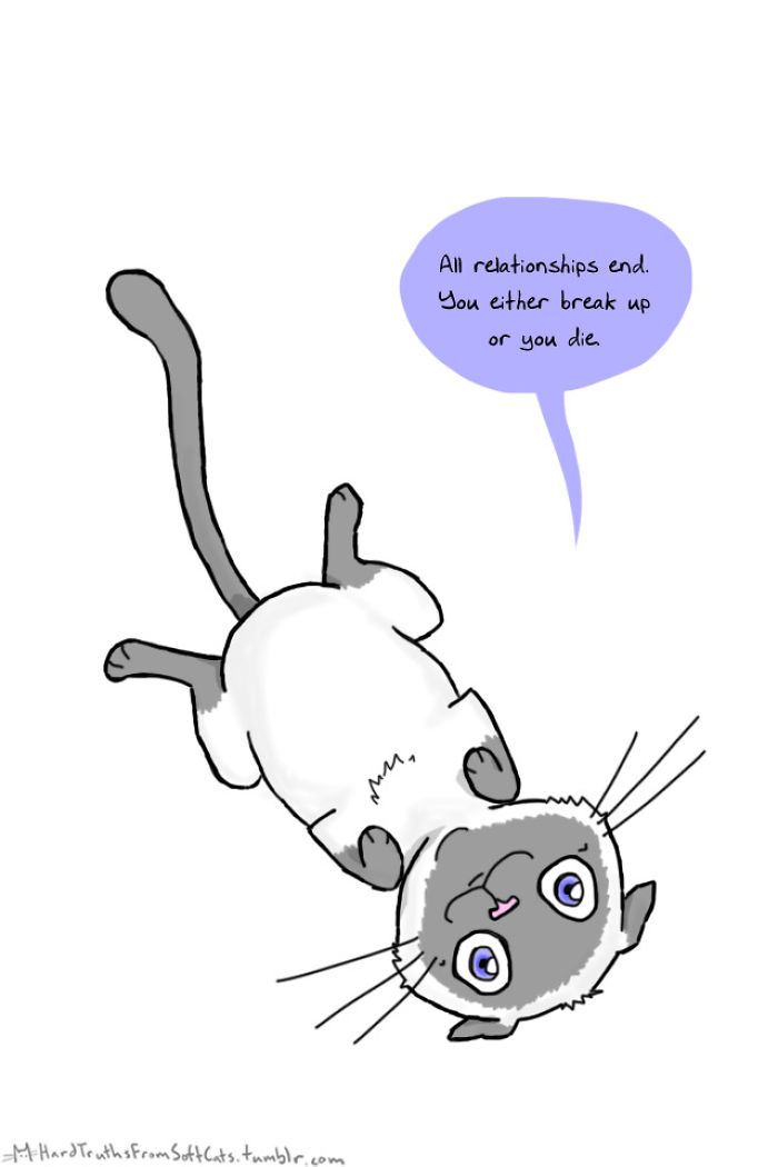 71 Brutal Life Truths Told By Cute Cats Will Give You Mixed Feelings