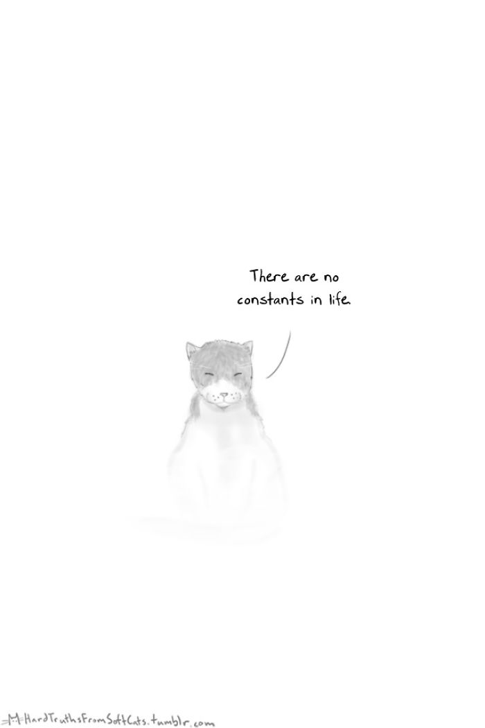 71 Brutal Life Truths Told By Cute Cats Will Give You Mixed Feelings