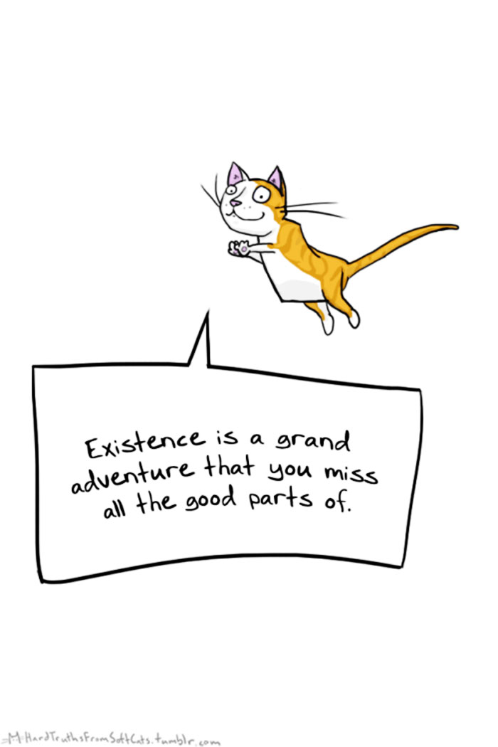 71 Brutal Life Truths Told By Cute Cats Will Give You Mixed Feelings