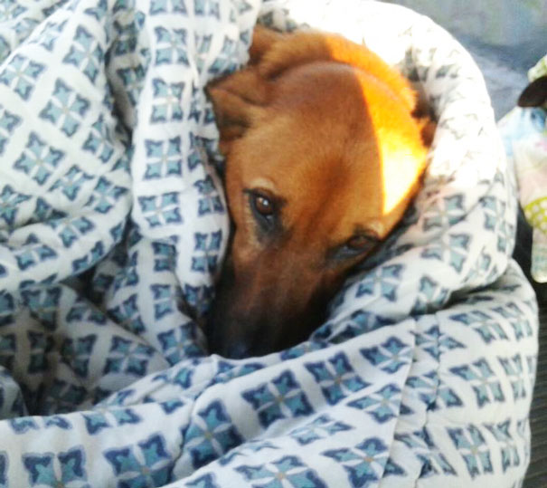 Bus Station Comes Up With A Brilliant Solution To Help Stray Dogs Escape The Cold