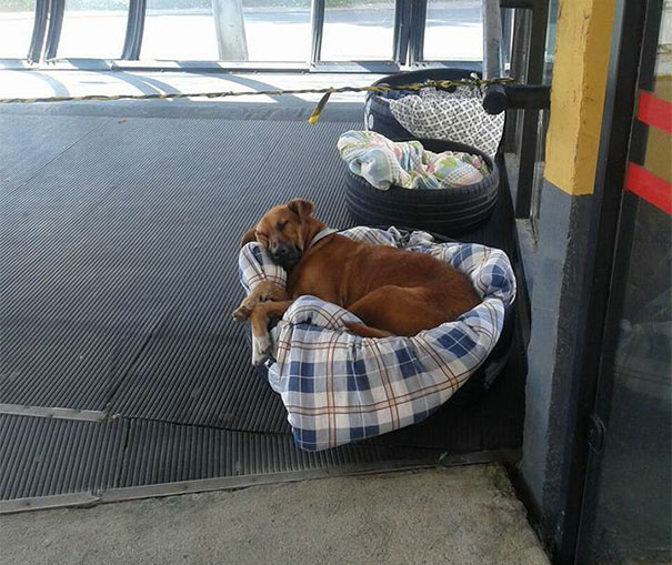 Bus Station Comes Up With A Brilliant Solution To Help Stray Dogs Escape The Cold
