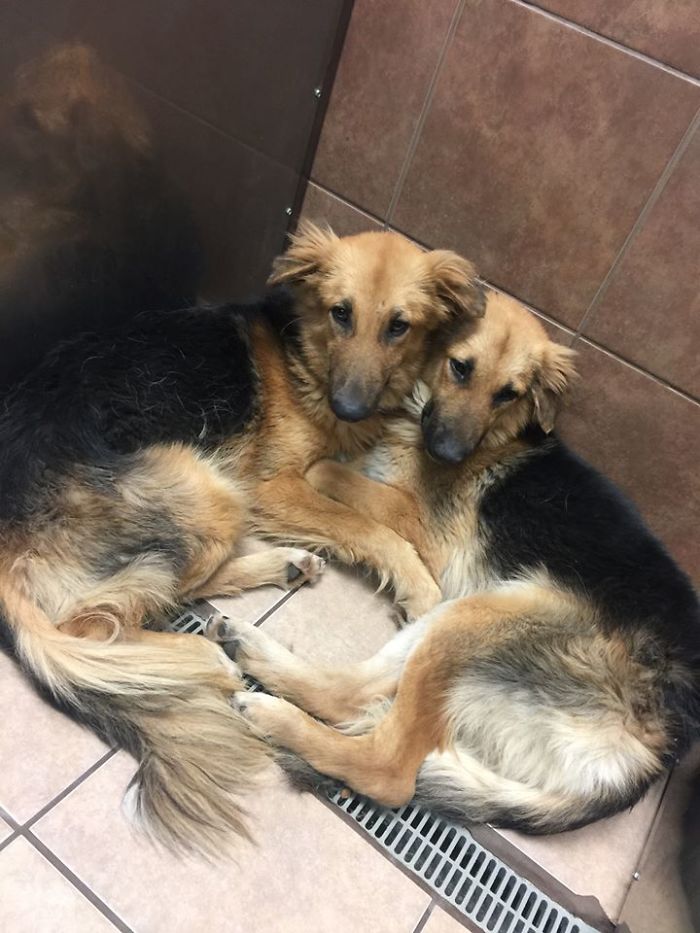 Shelter Dogs Frightened To Be Separated Wouldn&#8217;t Let Go Of Each Other, So Someone Adopted Them Both