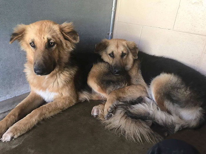 Shelter Dogs Frightened To Be Separated Wouldn&#8217;t Let Go Of Each Other, So Someone Adopted Them Both