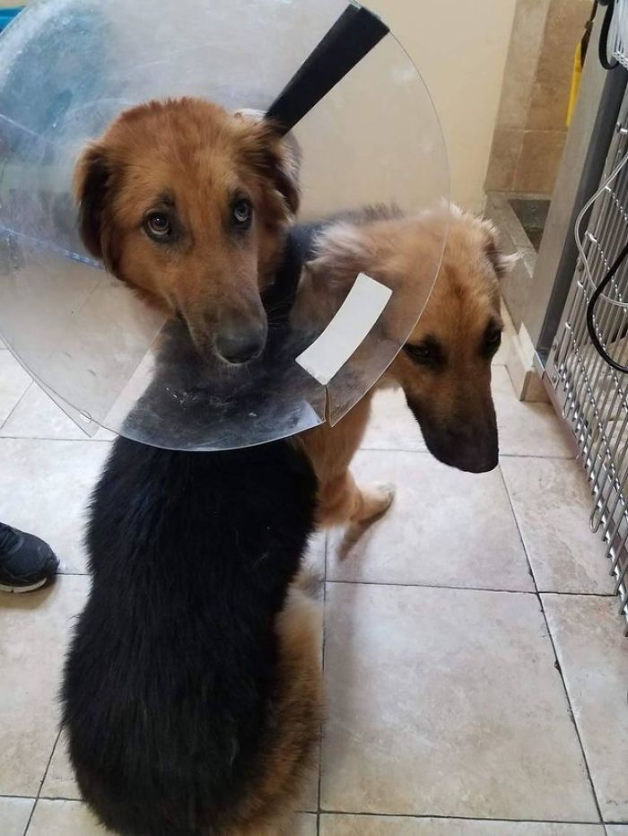 Shelter Dogs Frightened To Be Separated Wouldn&#8217;t Let Go Of Each Other, So Someone Adopted Them Both
