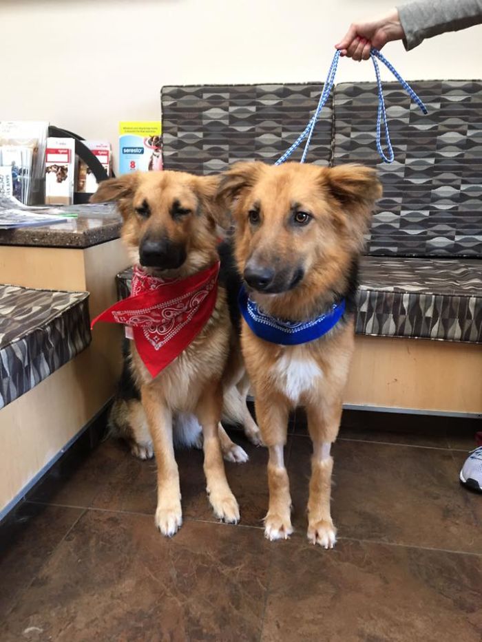Shelter Dogs Frightened To Be Separated Wouldn&#8217;t Let Go Of Each Other, So Someone Adopted Them Both