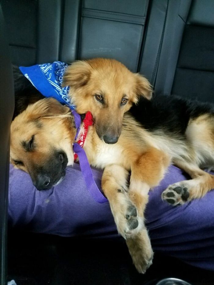Shelter Dogs Frightened To Be Separated Wouldn&#8217;t Let Go Of Each Other, So Someone Adopted Them Both