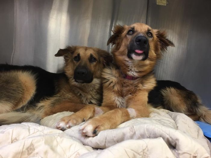 Shelter Dogs Frightened To Be Separated Wouldn&#8217;t Let Go Of Each Other, So Someone Adopted Them Both