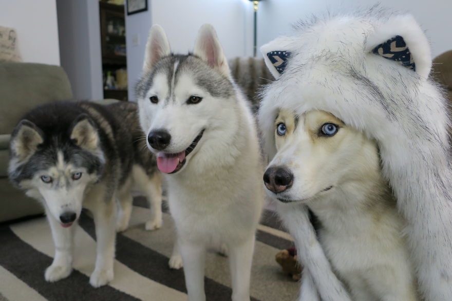 Dogs That Cosplay
