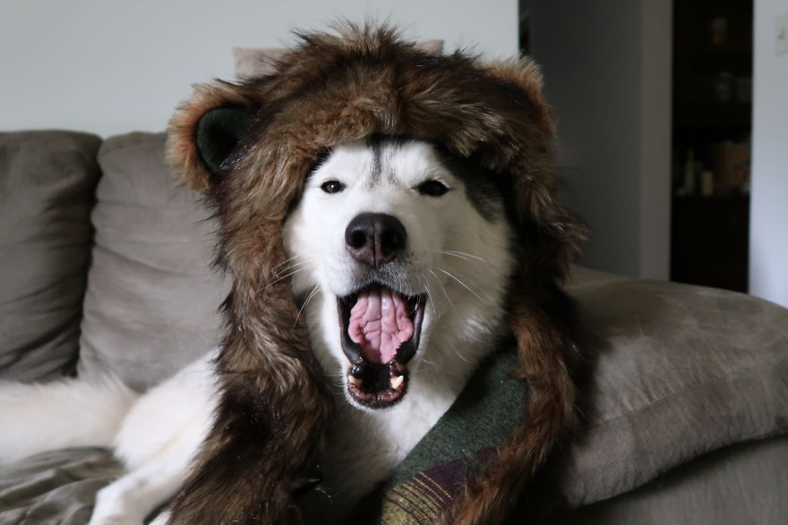 Dogs That Cosplay