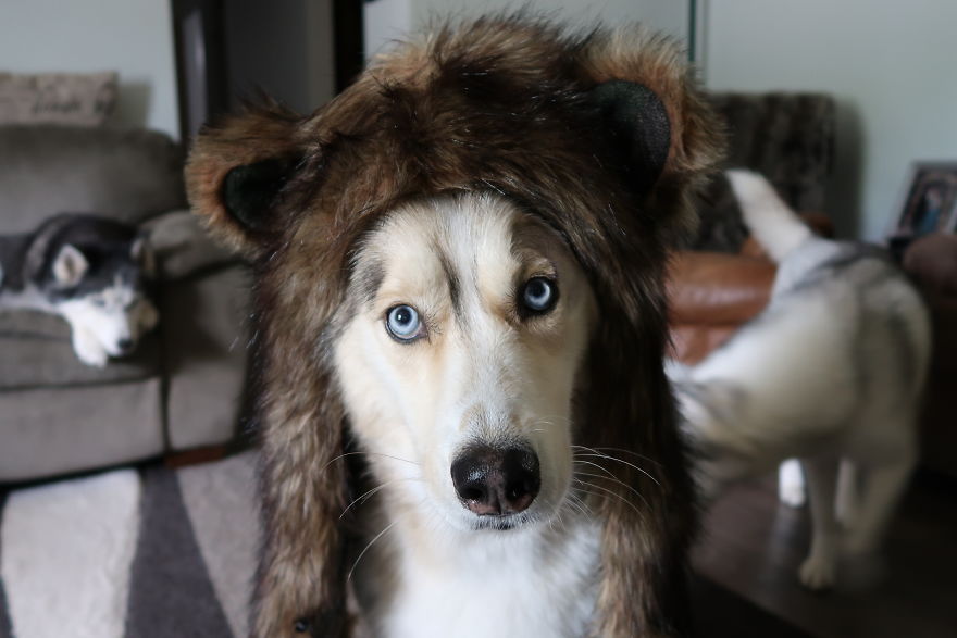 Dogs That Cosplay