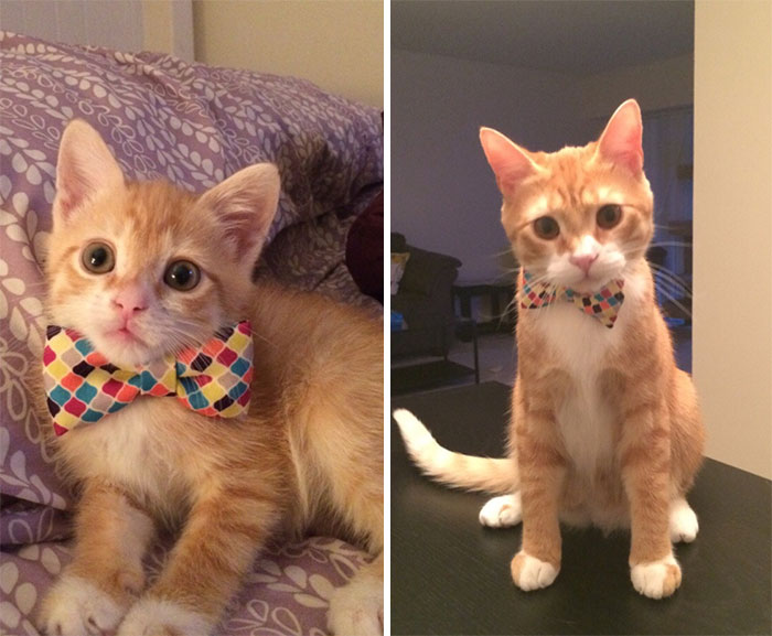 Share Then And Now Pictures Of Your Cat Growing Up