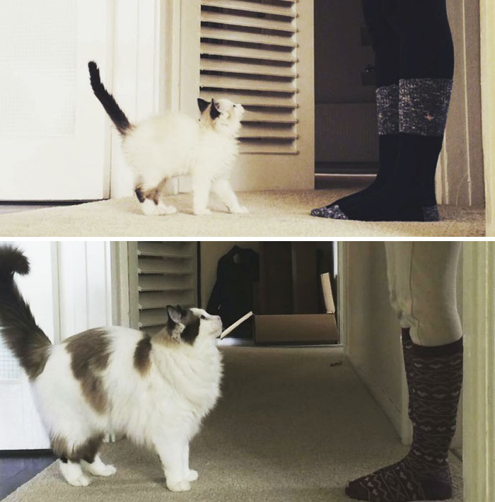 Share Then And Now Pictures Of Your Cat Growing Up