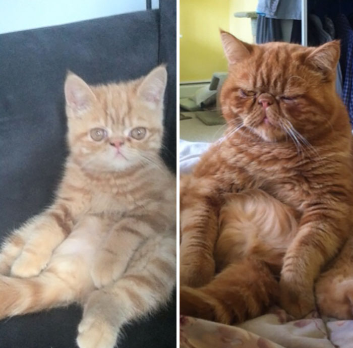 Share Then And Now Pictures Of Your Cat Growing Up