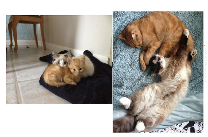 Share Then And Now Pictures Of Your Cat Growing Up