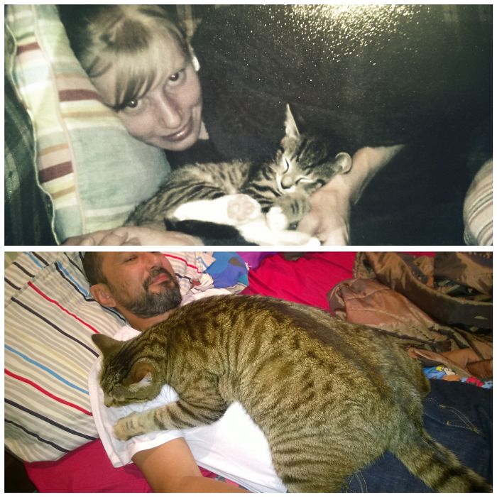 Share Then And Now Pictures Of Your Cat Growing Up