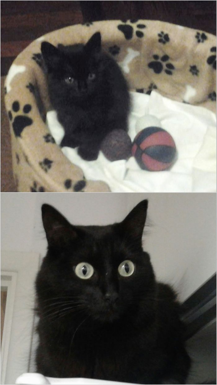 Share Then And Now Pictures Of Your Cat Growing Up