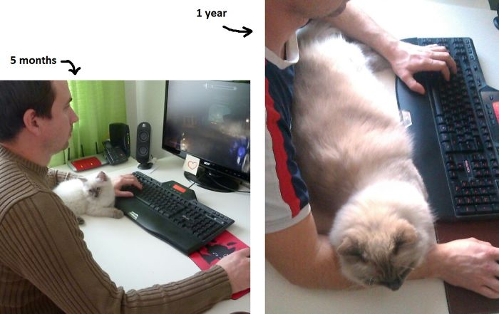 Share Then And Now Pictures Of Your Cat Growing Up