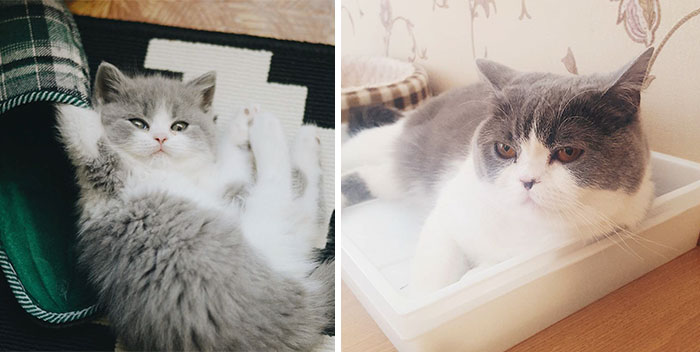Share Then And Now Pictures Of Your Cat Growing Up