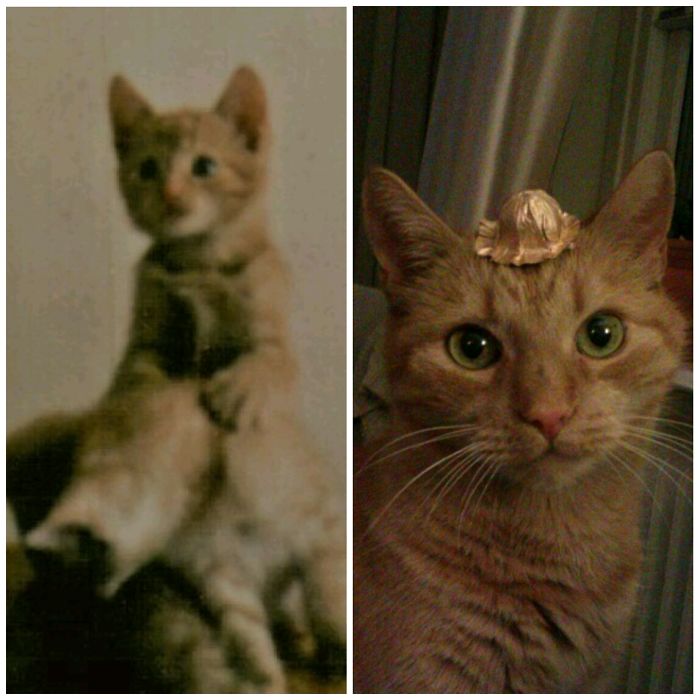 Share Then And Now Pictures Of Your Cat Growing Up