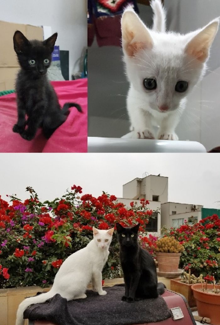 Share Then And Now Pictures Of Your Cat Growing Up
