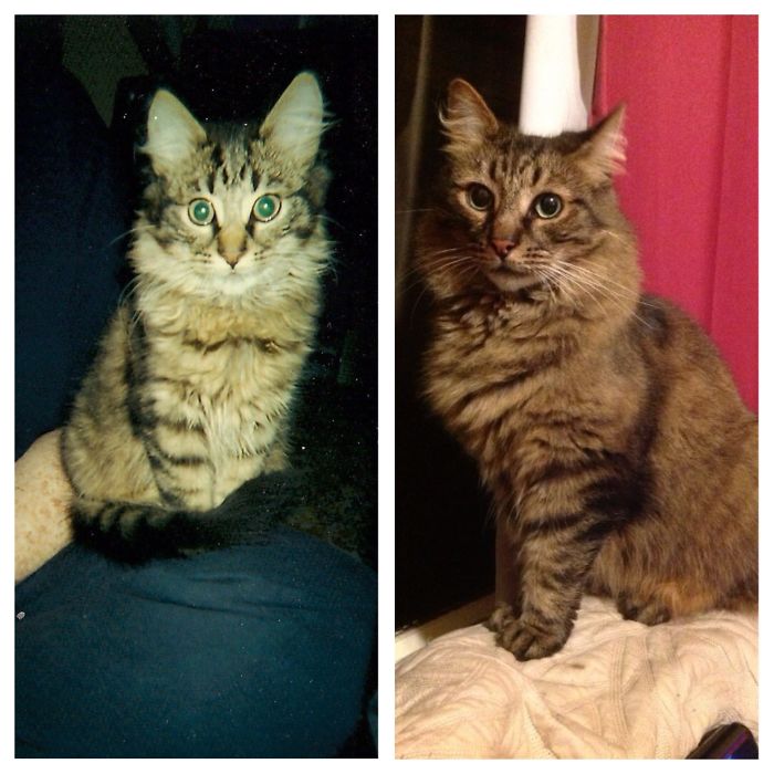 Share Then And Now Pictures Of Your Cat Growing Up