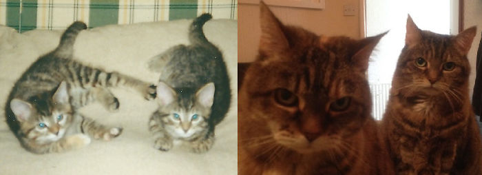 Share Then And Now Pictures Of Your Cat Growing Up