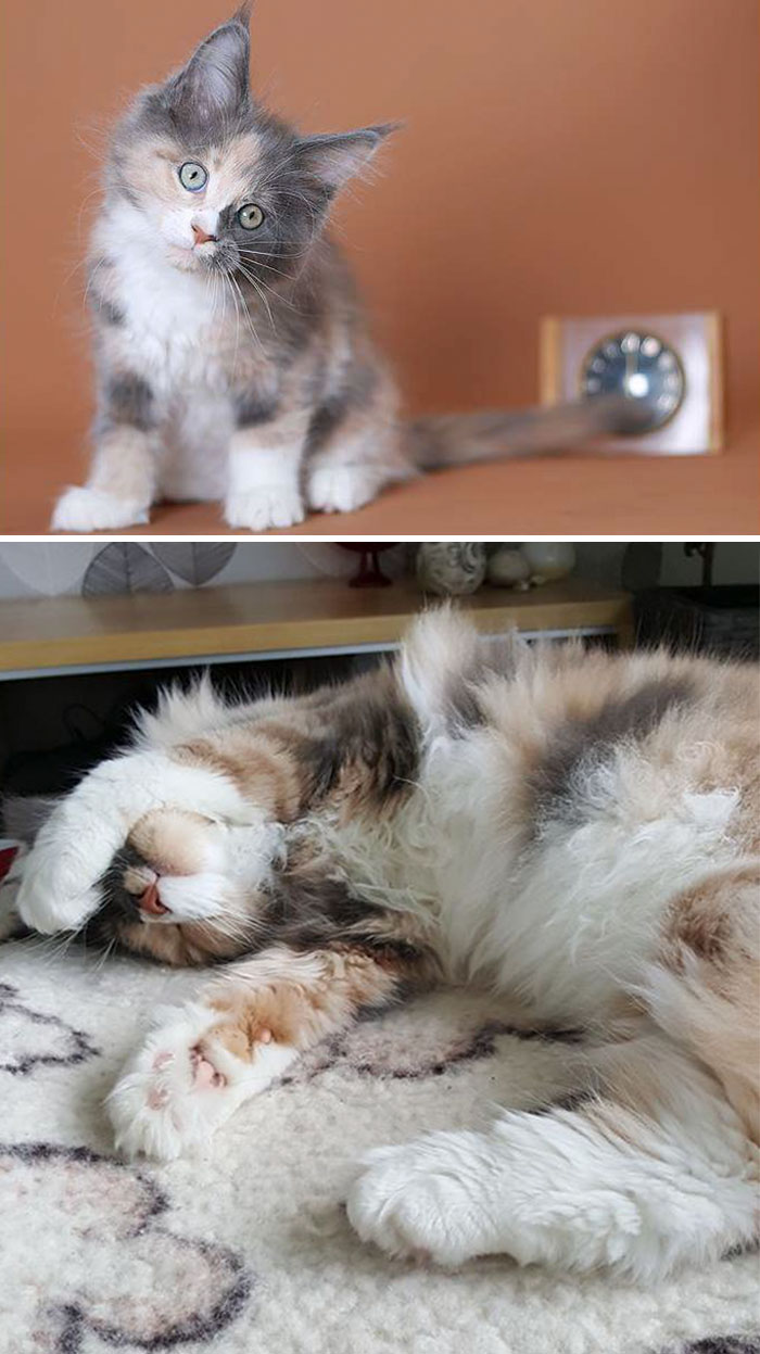 Share Then And Now Pictures Of Your Cat Growing Up