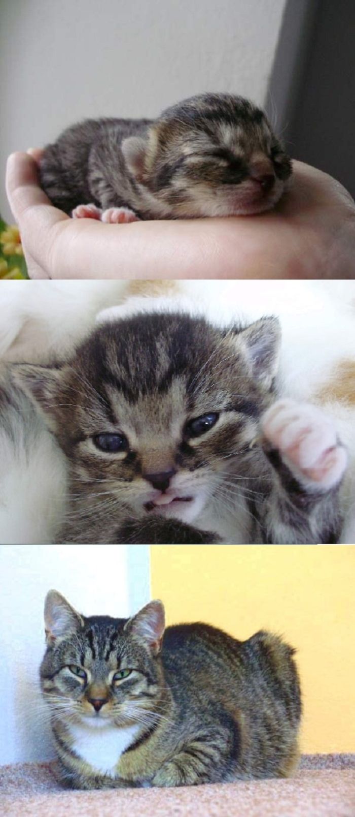 Share Then And Now Pictures Of Your Cat Growing Up