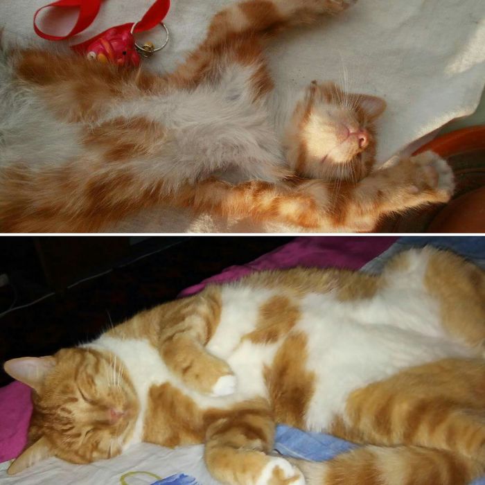 Share Then And Now Pictures Of Your Cat Growing Up
