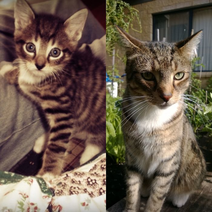 Share Then And Now Pictures Of Your Cat Growing Up