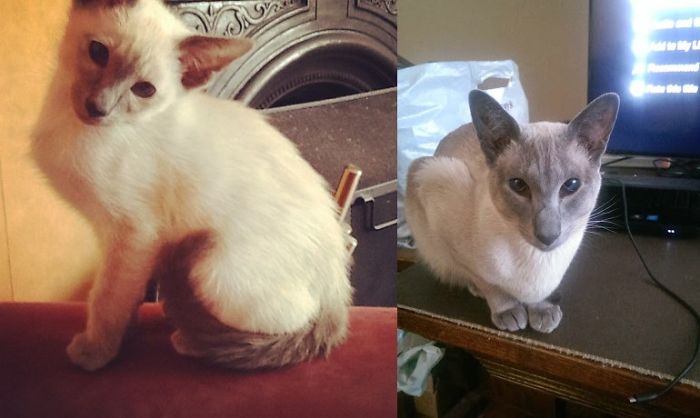 Share Then And Now Pictures Of Your Cat Growing Up