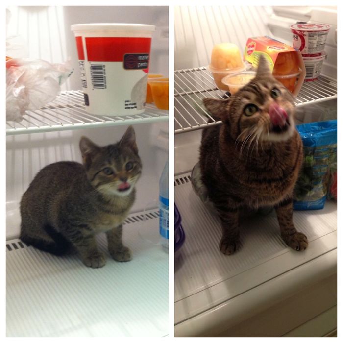 Share Then And Now Pictures Of Your Cat Growing Up