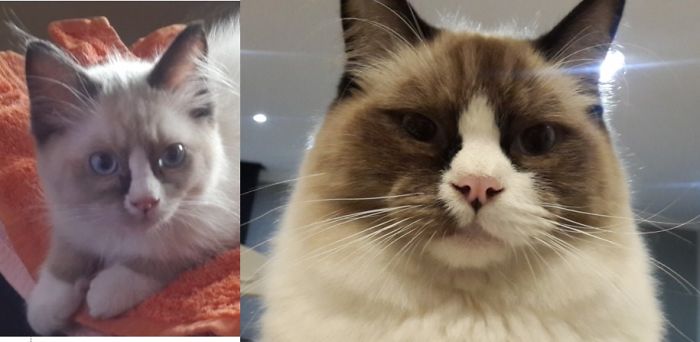 Share Then And Now Pictures Of Your Cat Growing Up