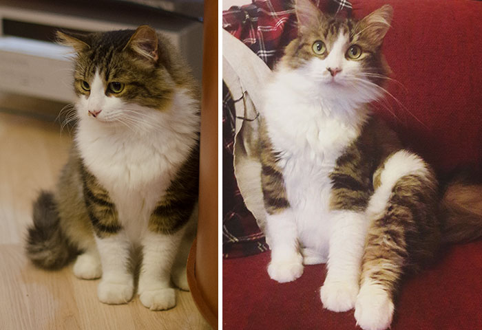 Share Then And Now Pictures Of Your Cat Growing Up