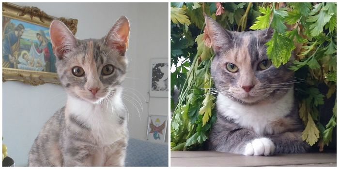 Share Then And Now Pictures Of Your Cat Growing Up
