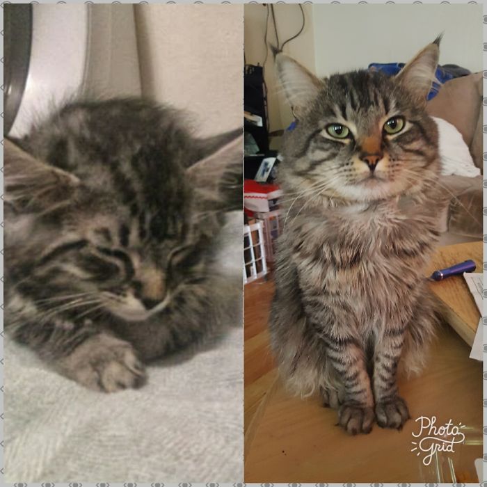 Share Then And Now Pictures Of Your Cat Growing Up