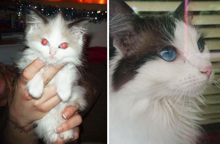 Share Then And Now Pictures Of Your Cat Growing Up