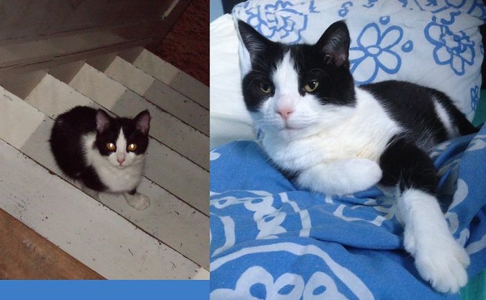 Share Then And Now Pictures Of Your Cat Growing Up