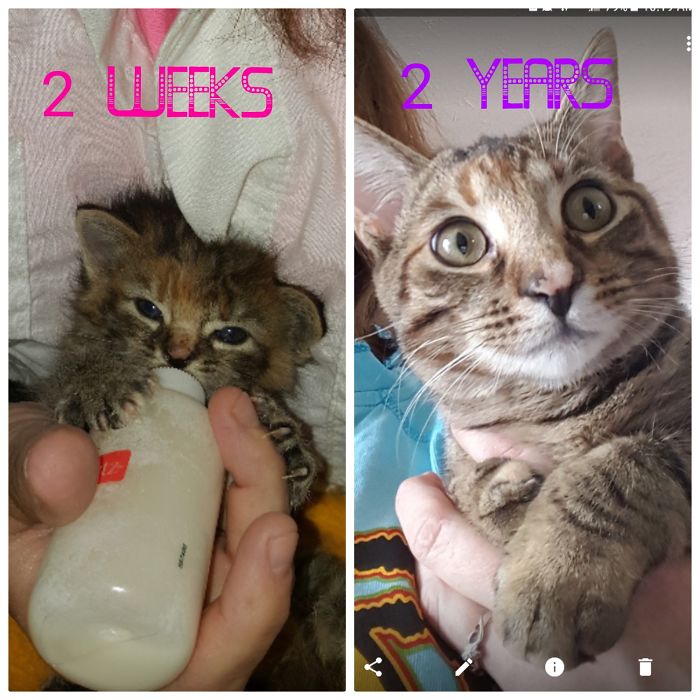 Share Then And Now Pictures Of Your Cat Growing Up
