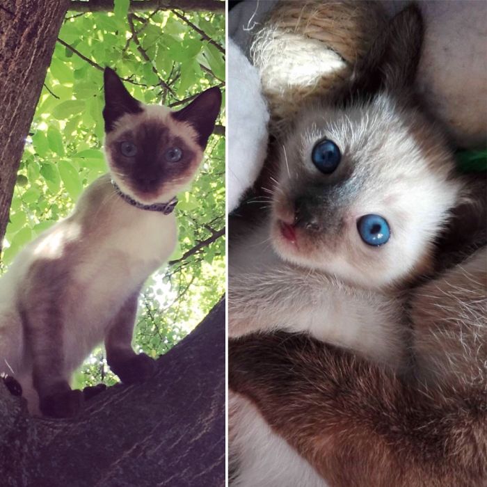 Share Then And Now Pictures Of Your Cat Growing Up