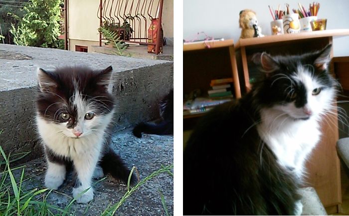 Share Then And Now Pictures Of Your Cat Growing Up