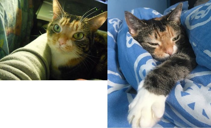 Share Then And Now Pictures Of Your Cat Growing Up